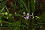 Showy milkwort